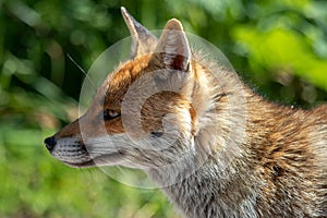 The Italian Fox photo