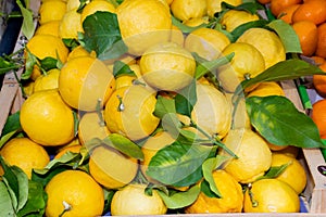 Nice, France, 24th of February 2020: Fresh lemons for sale at the market