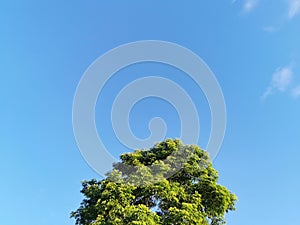 A nice, fresh-looking bright green tree canopy on a clear blue pastel sky background on a sunny day in a public park photo