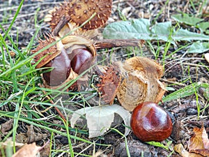 Nice fresh chestnut found in grass, symbol of autumn.