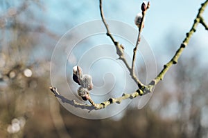 Nice fresh flowering willow branches in early spring