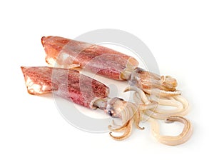Nice fresh squid
