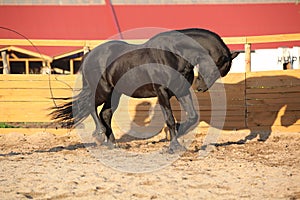 Nice friesian horse working in paddock