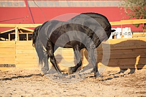 Nice friesian horse working in paddock