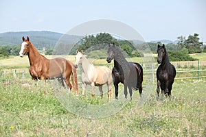 Nice friesian and Kinsky horses on pasturage