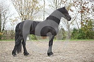 Nice friesian stallion with long hair