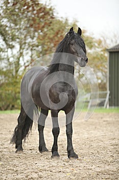 Nice friesian stallion looking at you