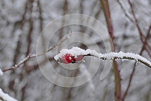 Nice frozen hips under snow