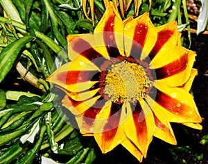 Nice gazania