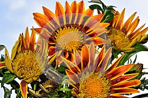 Nice gazania