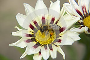 Nice gazania