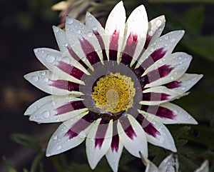 NICE GAZANIA