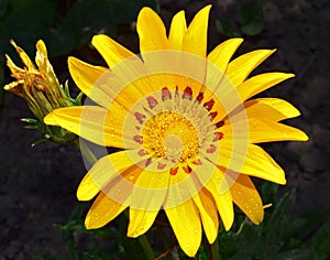 Nice gazania