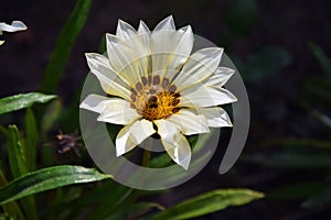 Nice gazania