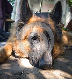 Nice german sheperd