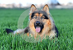 A nice german sheperd dog in a green field