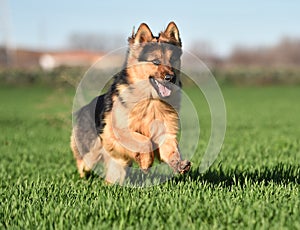 A nice german sheperd dog in a green field