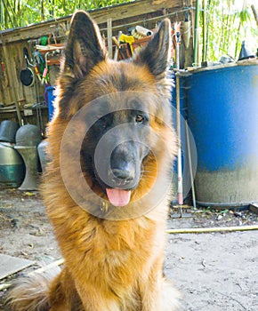 Nice german sheperd