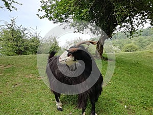 a nice goat in the mountains
