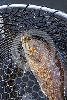 Nice golden brown smallmouth bass in a landing net on a northern Minnesota lake