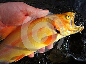Nice Golden Trout