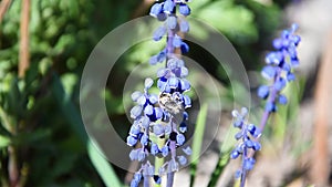 Nice Grape Hyacinth blue flowers with bee flying around. Close up slow motion footage.