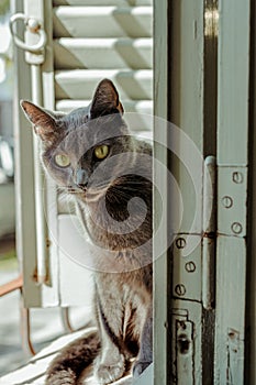 Nice gray cat in the window to the home