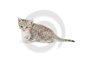 Nice gray kitten isolated on white background.