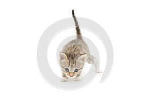 Nice gray kitten isolated on white background.