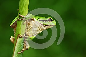 Nice green amphibian European tree frog, Hyla arborea, sitting on grass with clear green background