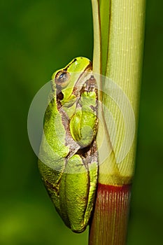 Nice green amphibian European tree frog, Hyla arborea, sitting on grass with clear green background. Beautiful amphibian in the na photo
