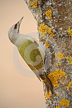 Nice green bird Grey-headed Woodpecker sitting on the tree trunk with yellow lichen