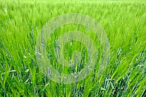 Nice Green Field with Growing Grain