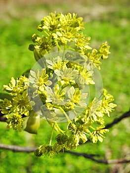 Beautiful maple tree flower in spring, Lithuania