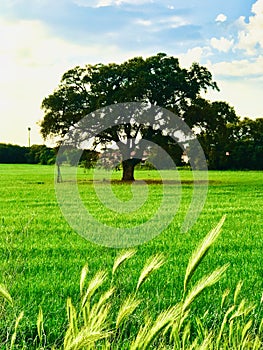 Nice green grass around a big tree