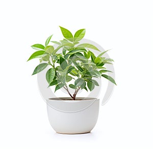 A nice green plant in a white pot on a white background