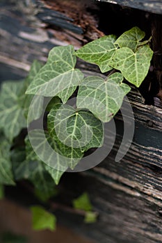 Nice green plant on wood