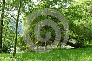 Pond with willowtree