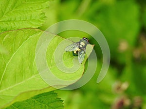 Green shining fly on leaf, Lithuania