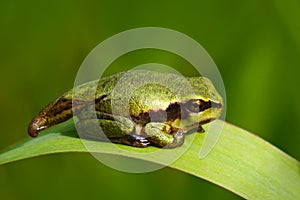 Nice green tadpole amphibian European tree frog, Hyla arborea, sitting on grass with clear green background.