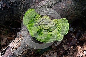 a nice green tree fungus covered with moss
