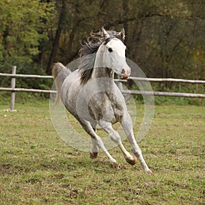 Nice grey arabian stallion with flying mane