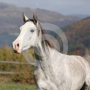 Nice grey arabian stallion with flying mane