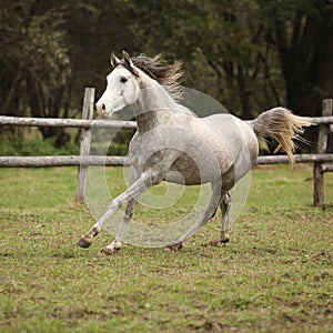 Nice grey arabian stallion with flying mane