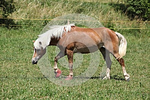 Nice haflinger with boots