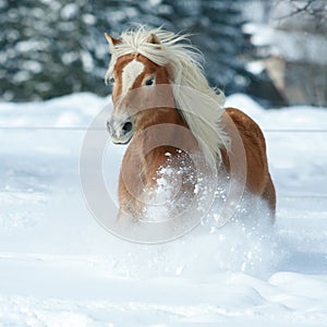 Nice haflinger with long mane running in the snow