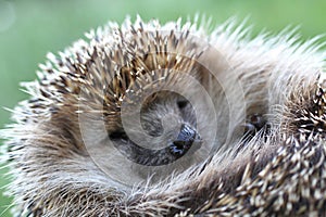 Nice hedgehog animal