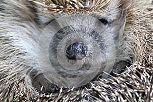 Nice hedgehog animal