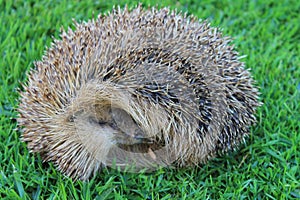 Nice hedgehog photo