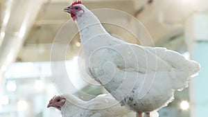 Nice hen with red crest cackles on wooden house